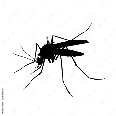 Mosquito. Black and white drawing by hand. Silhouettes Stock Vector ...