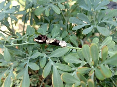 a black and white butterfly sitting on top of a leafy plant