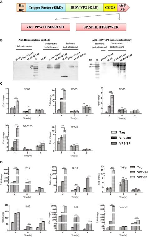 Cytokines Expression By Chbm Dcs Was Assessed By Relative Qrt Pcr