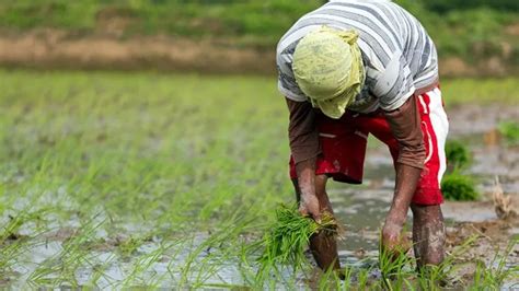 Marcos Administration Namahagi Ng Land Titles Sa Agrarian Reform