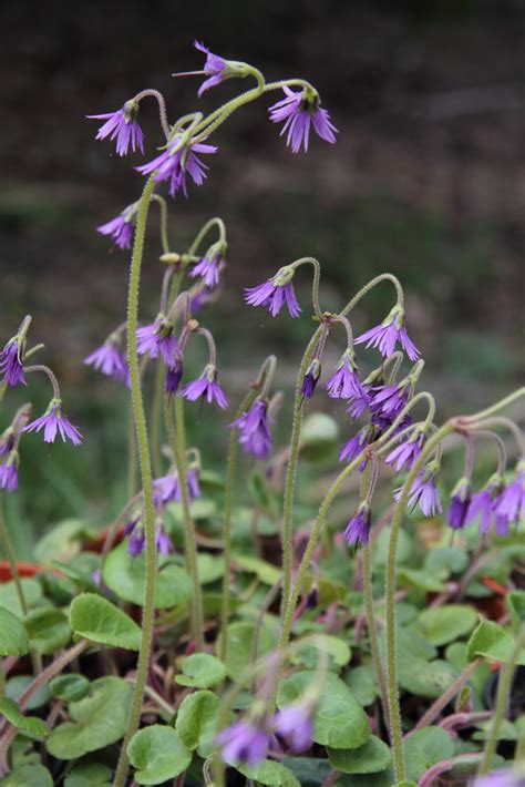 Soldanella Villosa Pan Global Plants