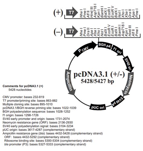 Pcdna31载体质粒图谱 优宝生物