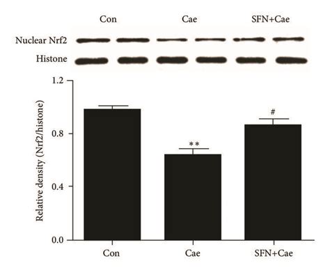 Effect Of Sfn Administration On Nrf2 And Nrf2 Regulated Antioxidant Download Scientific Diagram