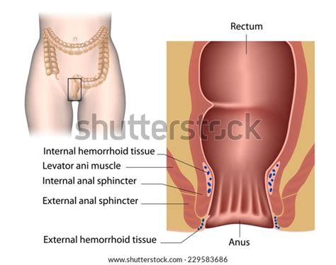 Anal Canal Anatomy Labeled Stock Illustration Shutterstock