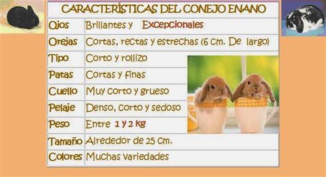 Todo Sobre Mis Conejos Caracteristicas Del Conejo Enano