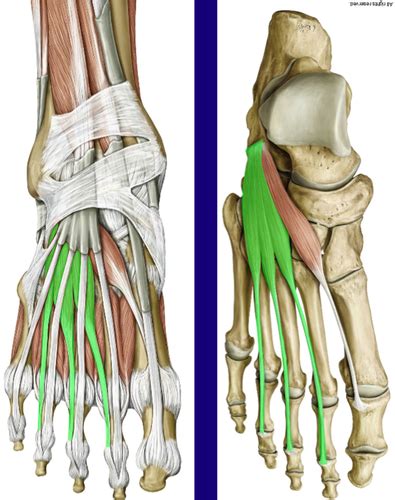 Muscles of the Lower Limb - Foot - dorsal group Flashcards | Quizlet