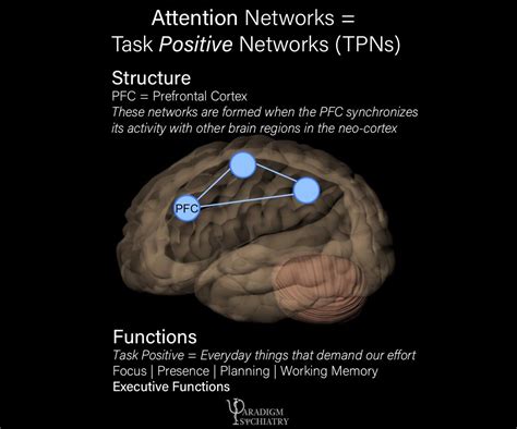 How Does Tms Relieve Depression — Paradigm Psychiatry