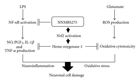 The Pathway Scheme Of The Anti Inflammatory And Cytoprotective Effects