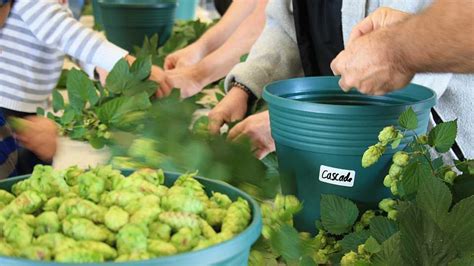 Is The Time Right To Double Down On Florida Hops Growing Produce