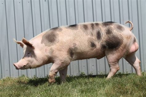 Pietrain German Boar Station Cămin