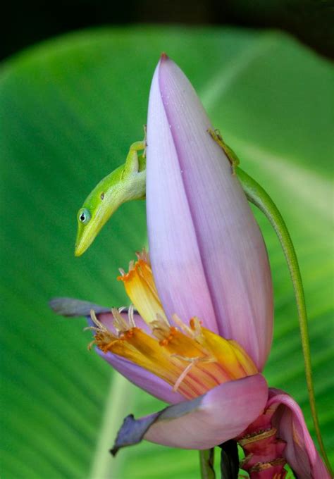 Free Images Leaf Flower Petal Green Botany Sacred Lotus Aquatic