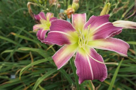 Daylily Hemerocallis Revenge In The Daylilies Database