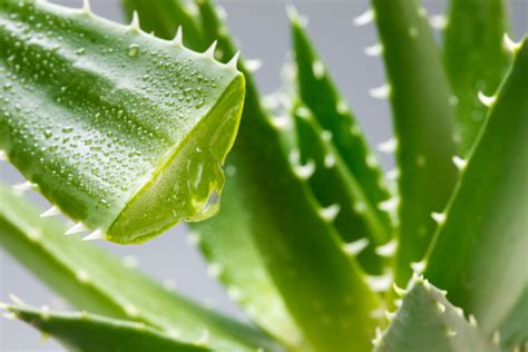 Aloes Na Oparzenia Czyli Agodz Ce W A Ciwo Ci Soku I Li Ci