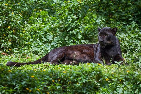 What Are The Worlds Big Cats And Where Do They Live