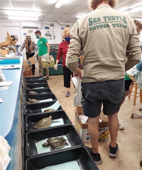 Volunteers at Texas Sea Life Center processing sea turtles | FWS.gov