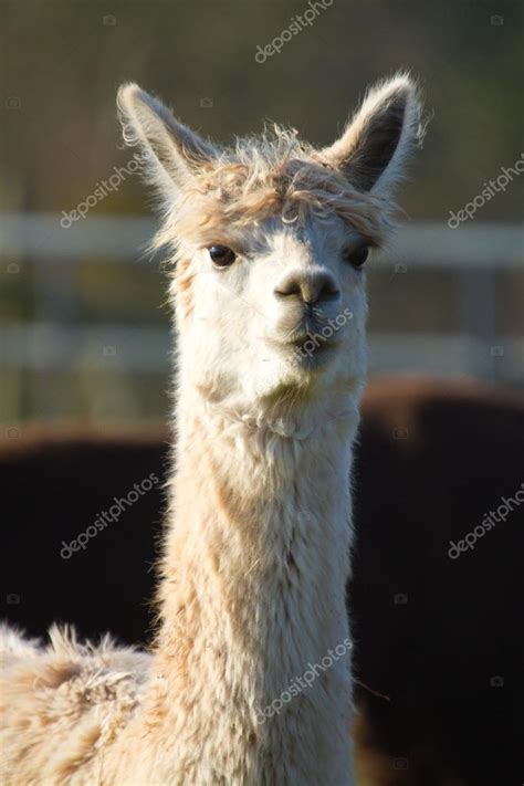 White Female Alpaca Ears Up — Stock Photo © Acceleratorhams 18705067