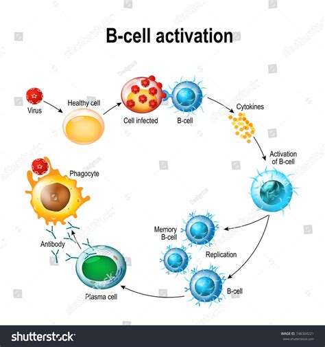 Activation Bcell Leukocytes Lymphoblast Activation Memory Stock Vector