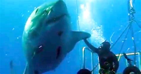 Scuba diver high-fives massive great white shark - CBS News