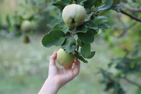 Des Coings Dans Votre Jardin De La Culture Leurs R Coltes