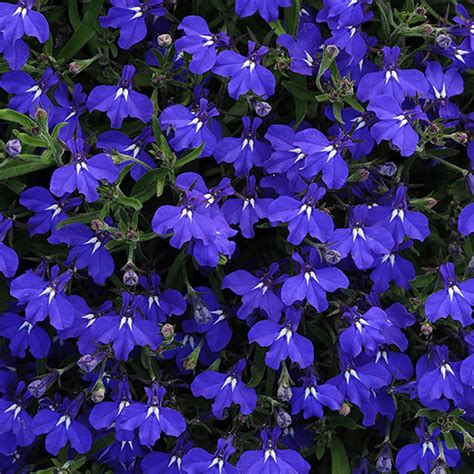 Plantas Con Flores Azules Id Plantae