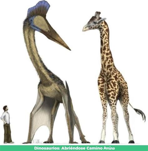 Quetzalcoatlus Wiki Amino Paleontología Amino