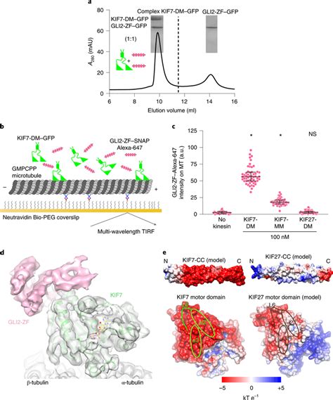 A Second GLI Interaction Site On The KIF7 Motor Domain A Chromatograms