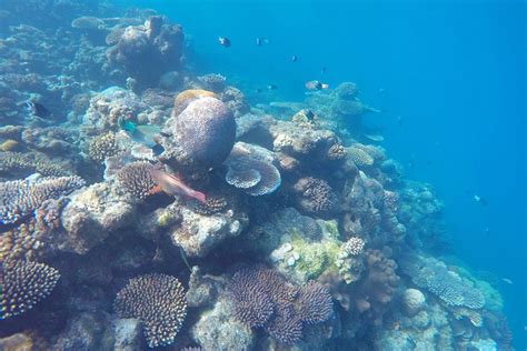 Ways To See The Great Barrier Reef Sailing Whitsundays