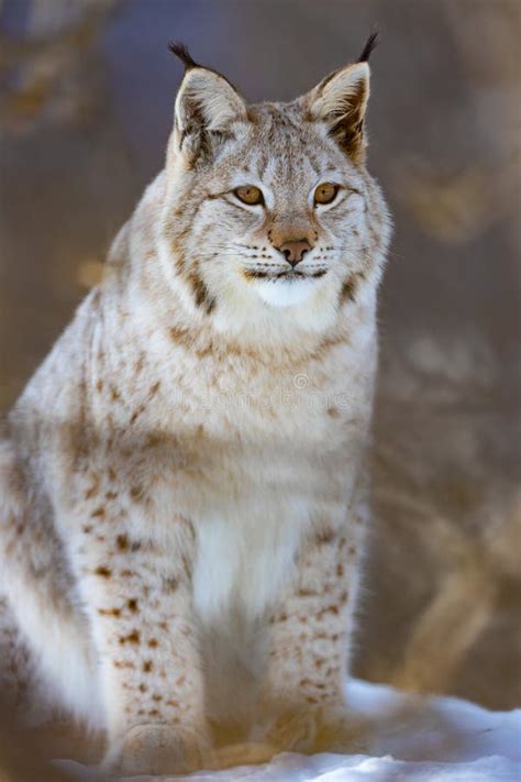 Full Length Portrait Of Furry Wild Lynx Cat Sitting On Snow Stock Image