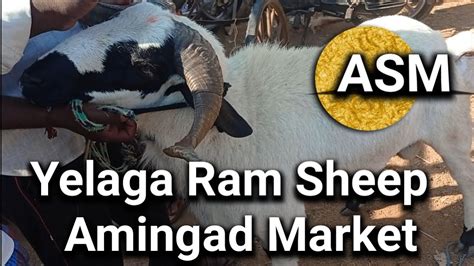 Episode 83 Amingad Sheep Market Bagalkot Karnataka India 27 May