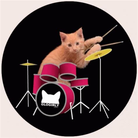 Drums Cat GIF - Drums Cat - Discover & Share GIFs