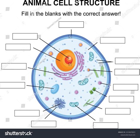 Animal Cell Structure Diagram Cross Section Vetor Stock Livre De