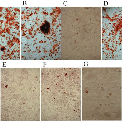 Alizarin Red S Staining Of Control Cells And Cells Cultured In Download Scientific Diagram