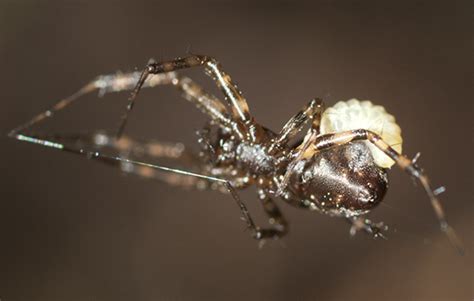 Sheetweb Spider Neriene Bugguidenet