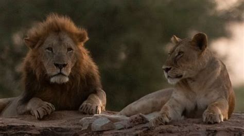 Why do lions have manes? | Live Science