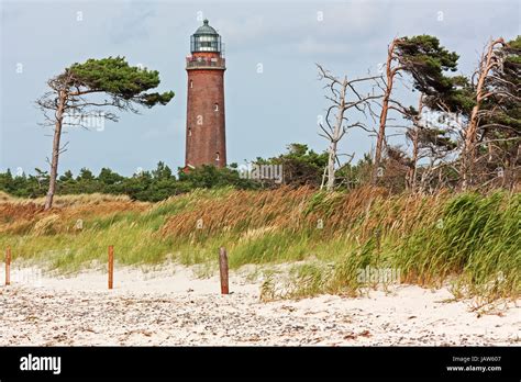 Leuchtturm Darßer Ort mit Waldkiefern als Windflüchter an der Ostsee