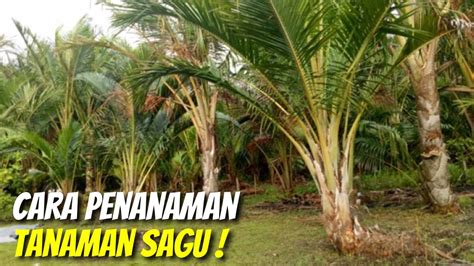 Mengenal Teknik Penanaman Tanaman Sagu Youtube