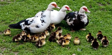 Muscovy Domestic British Waterfowl Association