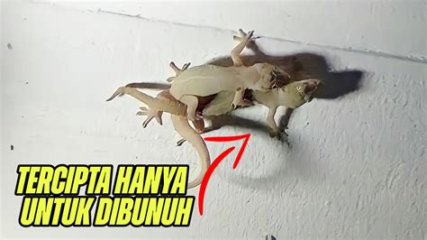 Tahukah Kalian Kenapa Allah Menciptakan Cicak Kalau Hanya Untuk