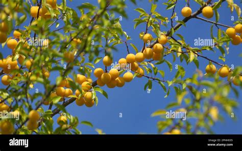 On The Branches Of The Tree Ripen Fruits Of Cherry Plum Prunus