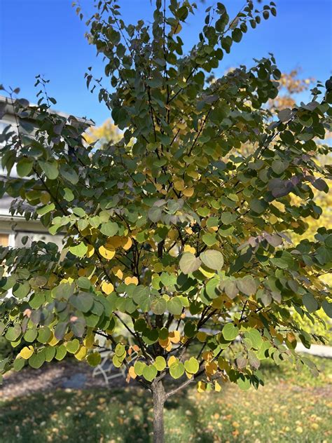 Katsura Tree Sweet Scents And Stunning Fall Color