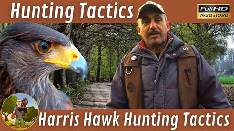 Hunting Tactics Come Muoversi A Caccia Con La Nostra Poiana Di Harris Youtube