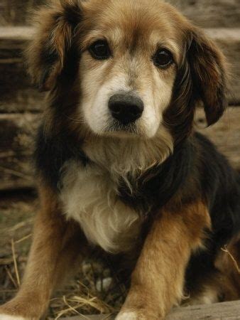 Can A Beagle And A Golden Retriever Be Friends