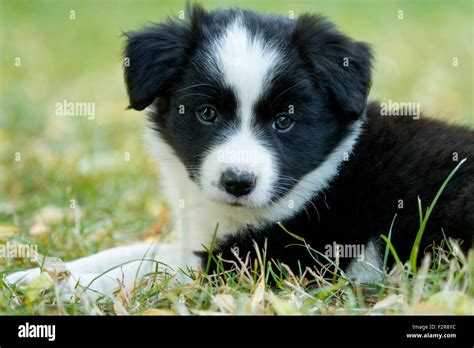 Border Collie Puppy Black And White Six Weeks Old Stock Photo Alamy