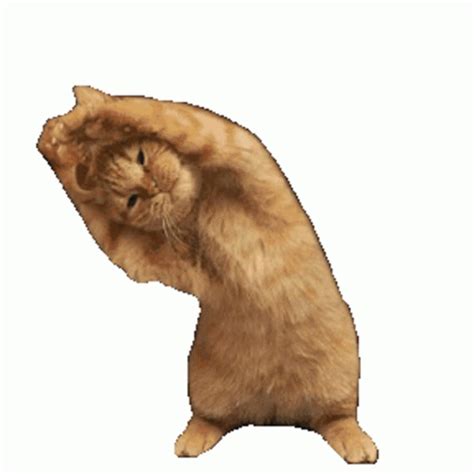 Cat Txuuuuu Sticker - Cat Txuuuuu Stretching - Discover & Share GIFs