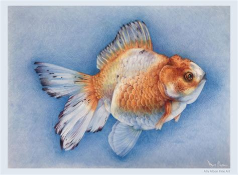 Finally Finished My Oranda Goldfish Piece First Time Drawing A Fish