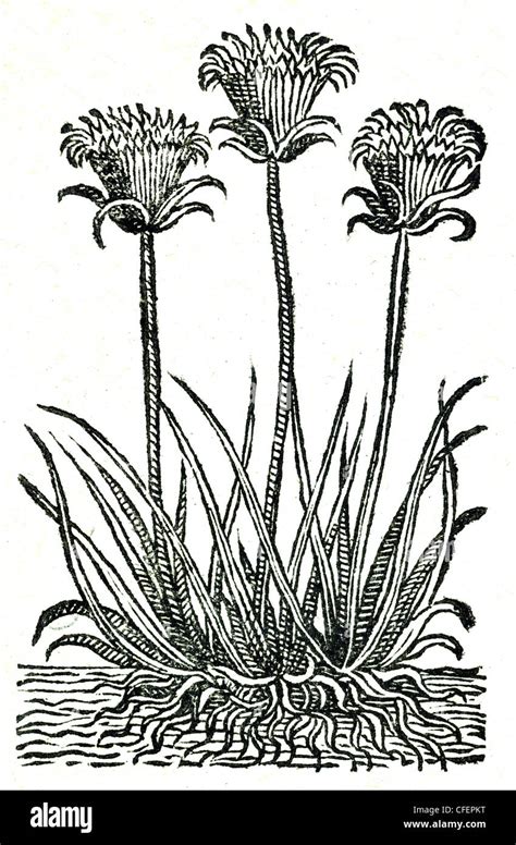 18th century old botanical woodcut of Papyrus / Cyperus papyrus Stock ...