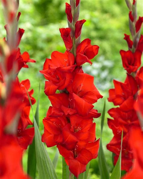 Gladiolus Red Balance ® Bulbs Peter Nyssen Buy Flower Bulbs And