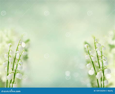 Lilly Of The Valley Stock Photo Image Of Bouquet Background 109154294