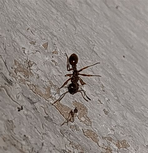 Myrmica rubra? : r/antkeeping