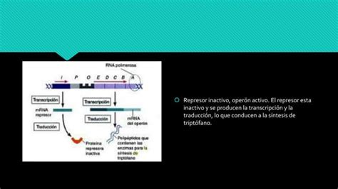 Niveles de regulación genética en bacterias PPT